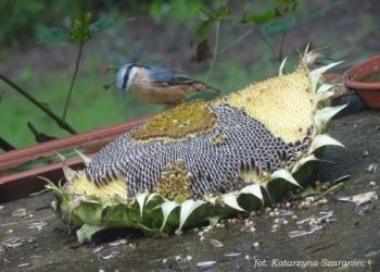 Ptaszarnia na balkonie, czyli o frajdzie dokarmiania zimą