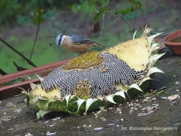 Ptaszarnia na balkonie, czyli o frajdzie dokarmiania zimą