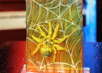 ZEF Filmowe Okno na Europę – jeden z 15 projektów wyróżnionych w ramach programu Collaborate to Innovate sieci Europa Cinemas